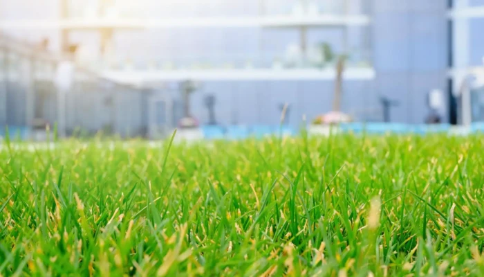 reshly mowed lawn with landscaping trailer and equipment staged outdoors for sale